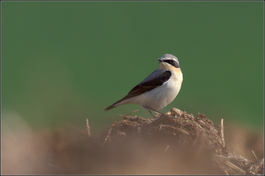 Bělořit šedý ( Oenanthe oenanthe )