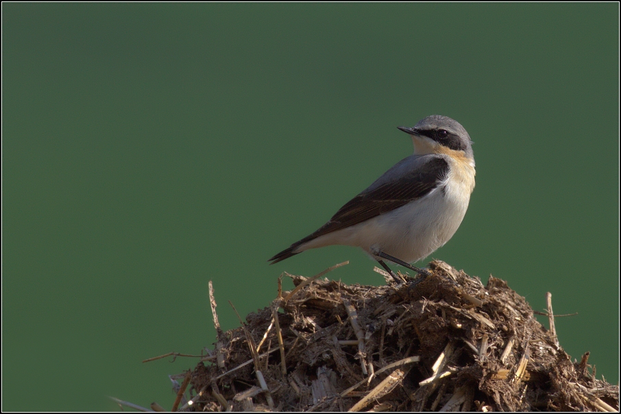 Bělořit šedý ( Oenanthe oenanthe )
