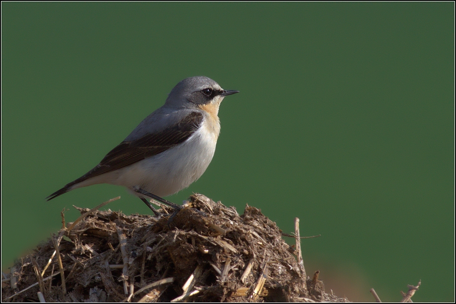 Bělořit šedý ( Oenanthe oenanthe )