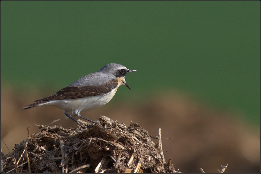 Bělořit šedý ( Oenanthe oenanthe )