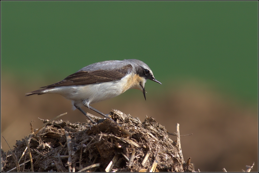 Bělořit šedý ( Oenanthe oenanthe )