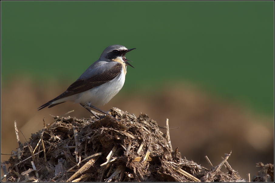 Bělořit šedý ( Oenanthe oenanthe )
