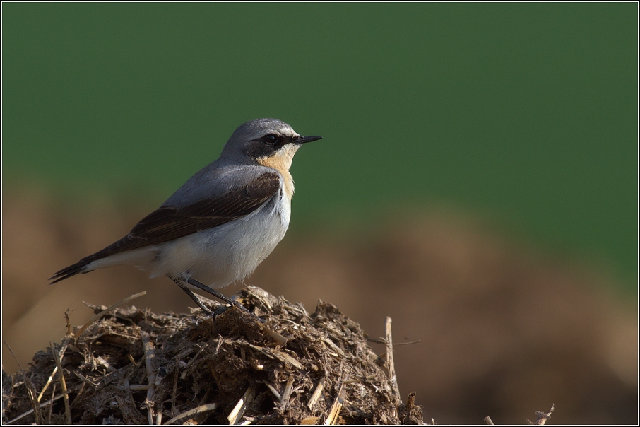 Bělořit šedý ( Oenanthe oenanthe )