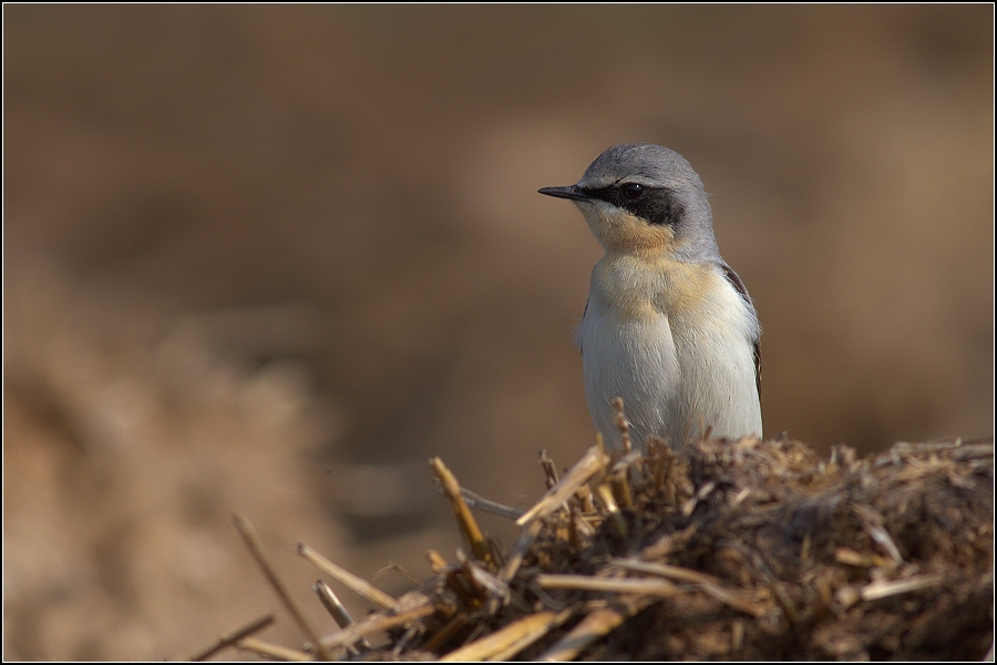 Bělořit šedý ( Oenanthe oenanthe )