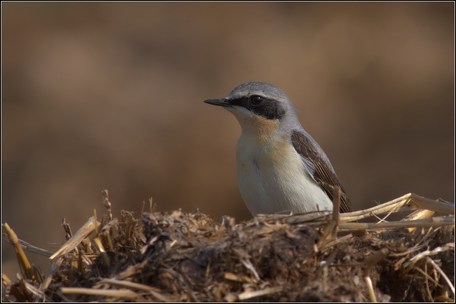 Bělořit šedý ( Oenanthe oenanthe )