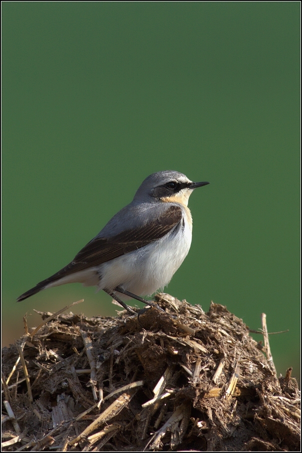 Bělořit šedý ( Oenanthe oenanthe )
