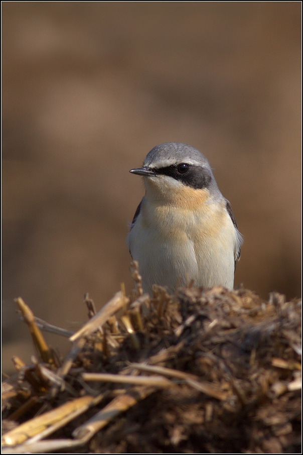 Bělořit šedý ( Oenanthe oenanthe )