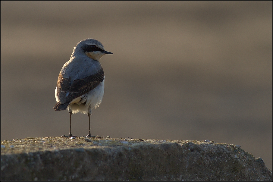 Bělořit šedý ( Oenanthe oenanthe )