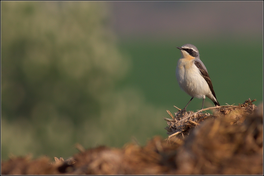 Bělořit šedý ( Oenanthe oenanthe )