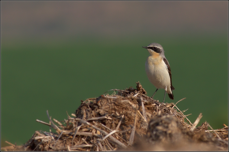 Bělořit šedý ( Oenanthe oenanthe )