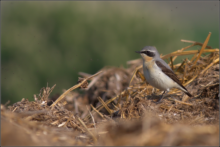Bělořit šedý ( Oenanthe oenanthe )