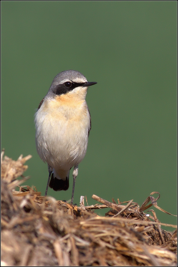Bělořit šedý ( Oenanthe oenanthe )