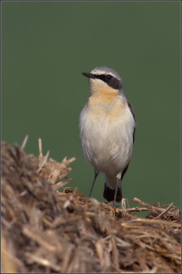 Bělořit šedý ( Oenanthe oenanthe )