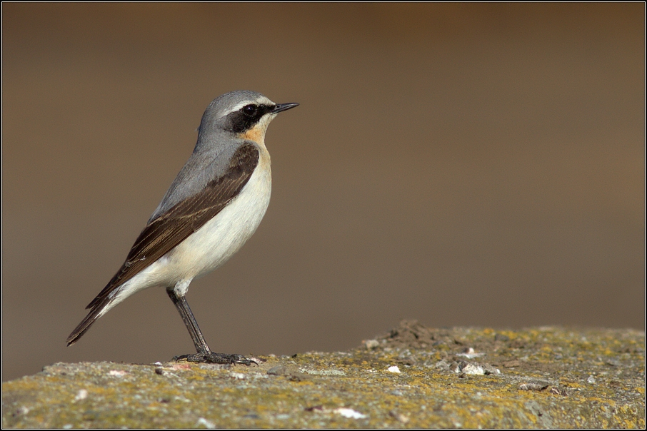 Bělořit šedý ( Oenanthe oenanthe )
