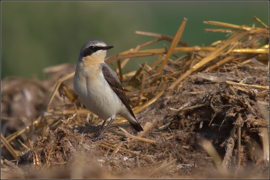 Bělořit šedý ( Oenanthe oenanthe )