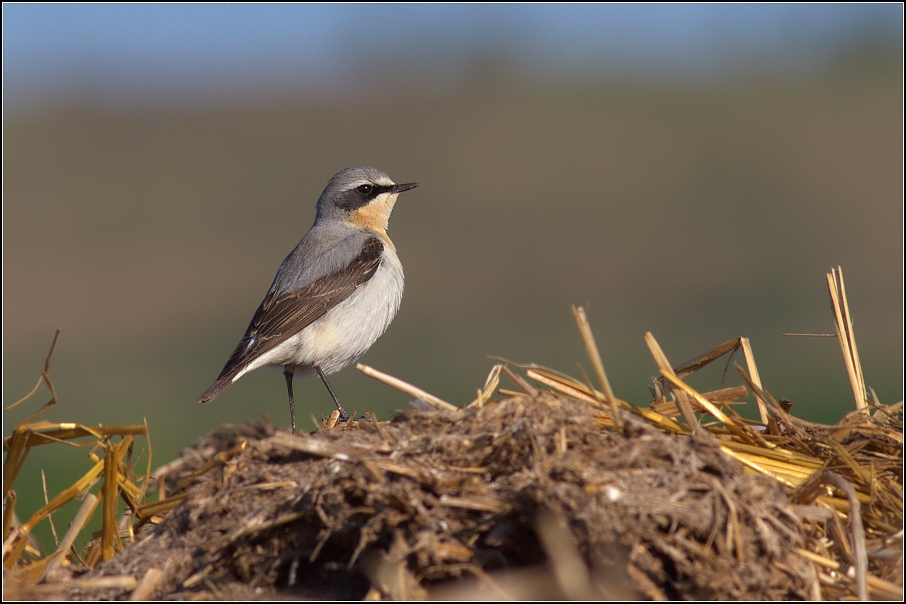 Bělořit šedý ( Oenanthe oenanthe )