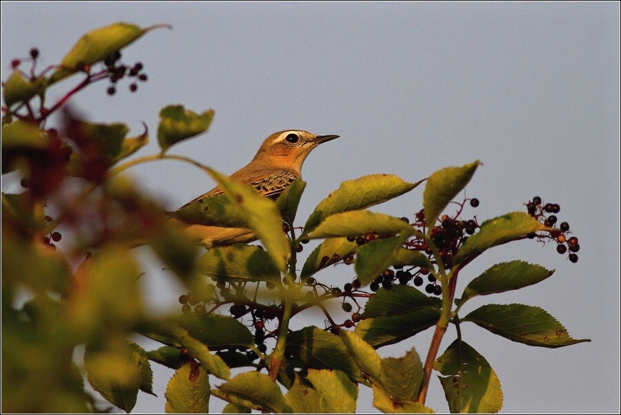 Bělořit šedý  ( Oenanthe oenanthe )