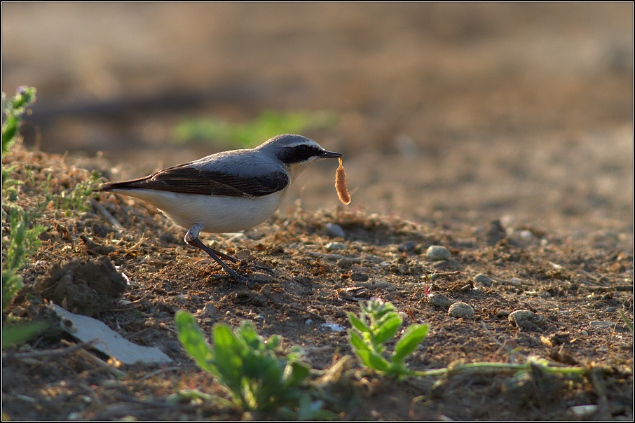 Bělořit šedý ( Oenanthe oenathe )