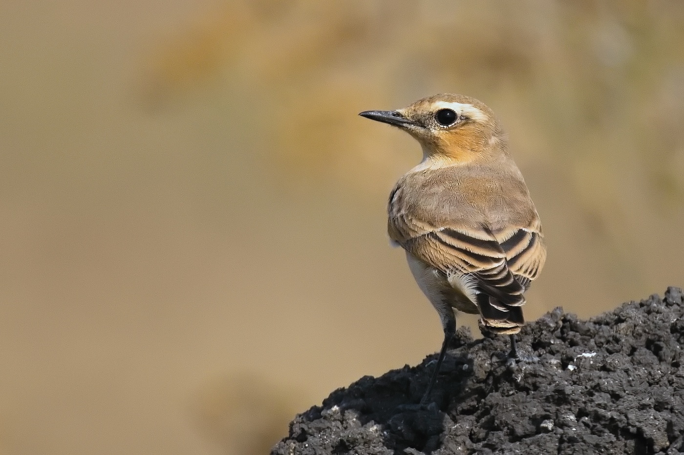 Bělořit šedý  ( Oenanthe oenatnhe )