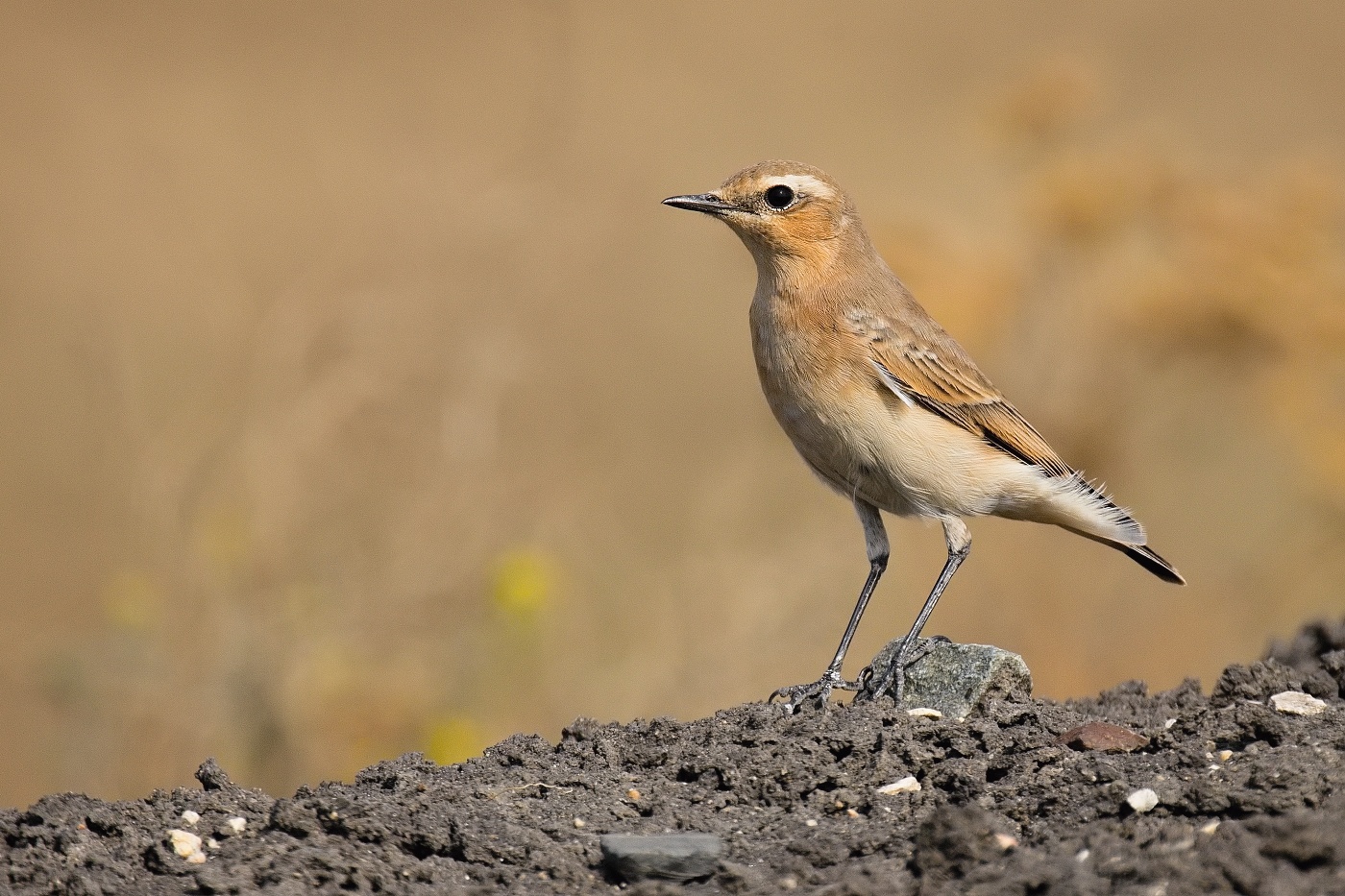 Bělořit šedý  ( Oenanthe oenatnhe )