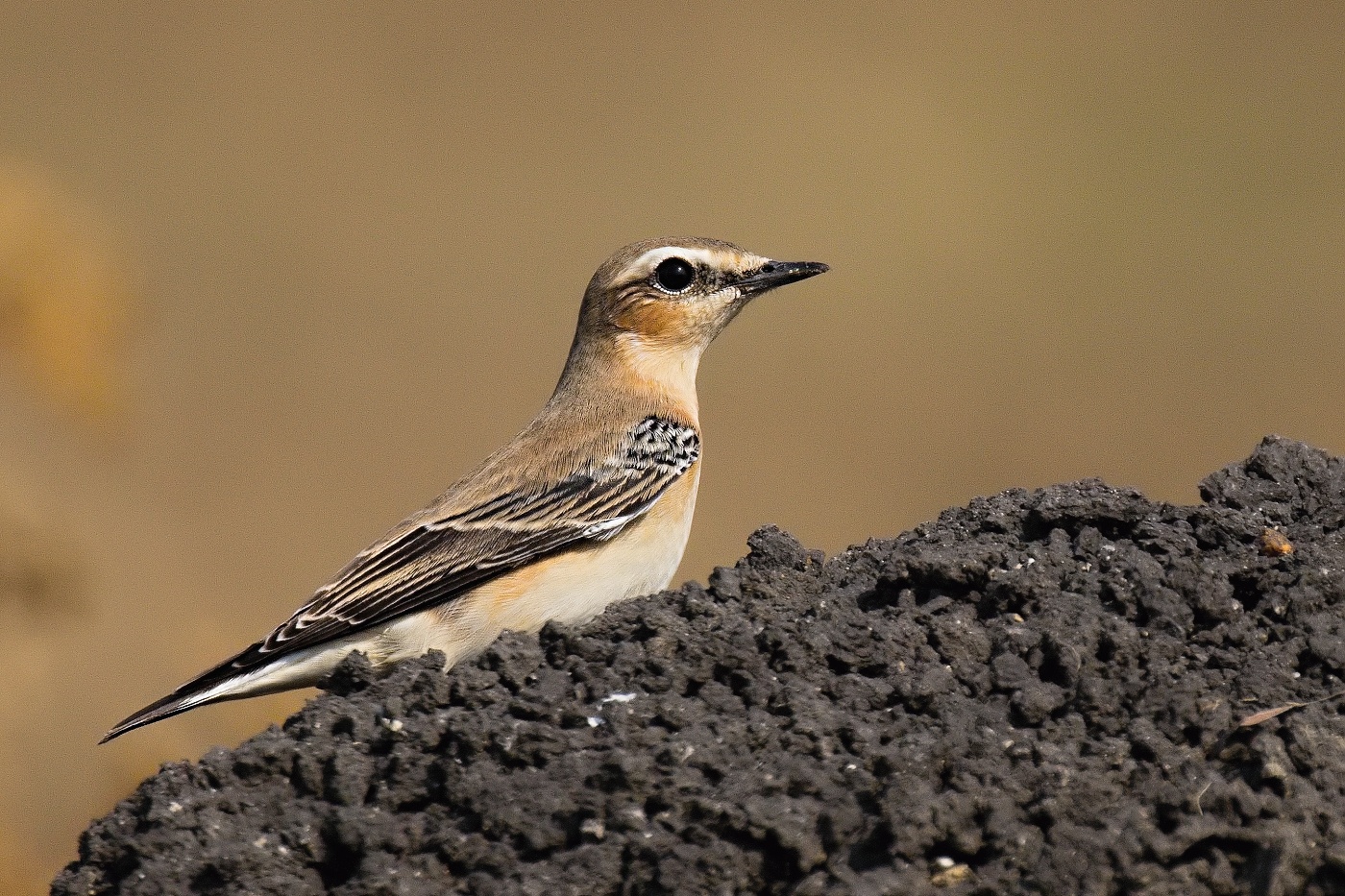Bělořit šedý  ( Oenanthe oenatnhe )