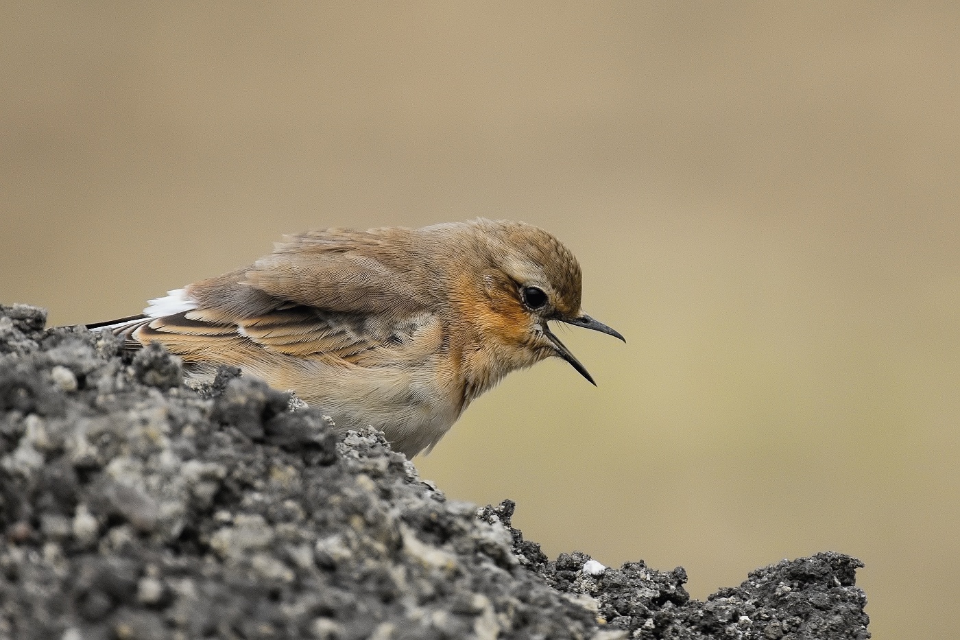 Bělořit šedý  ( Oenanthe oenatnhe )