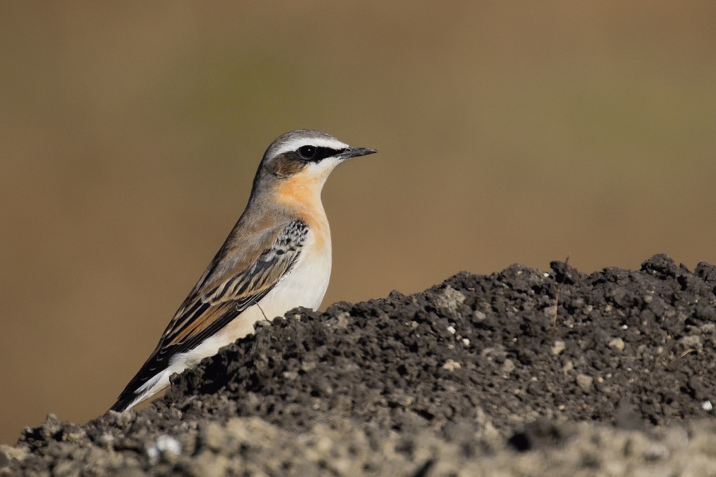 Bělořit šedý  ( Oenanthe oenatnhe )
