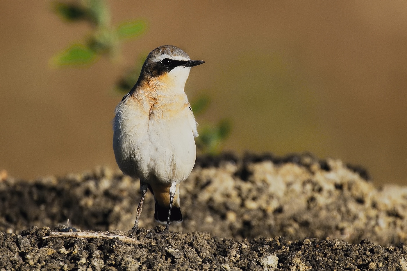 Bělořit šedý  ( Oenanthe oenatnhe )