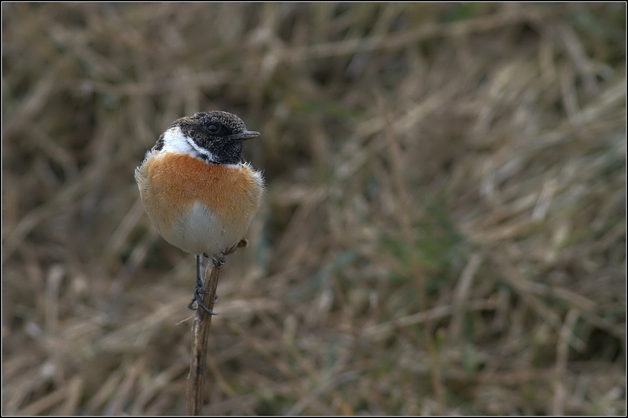 Bramborníček černohlavý