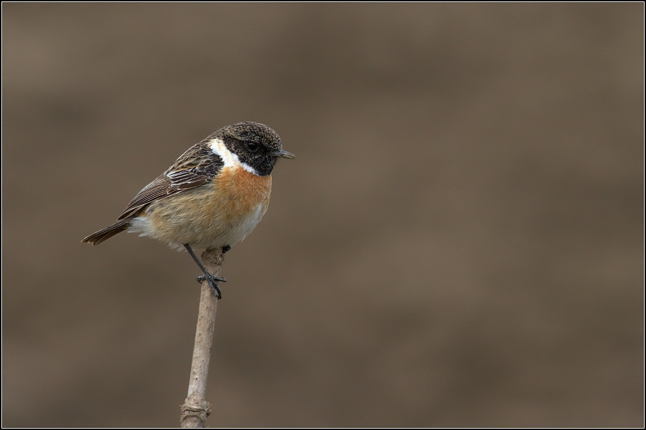 Bramborníček černohlavý