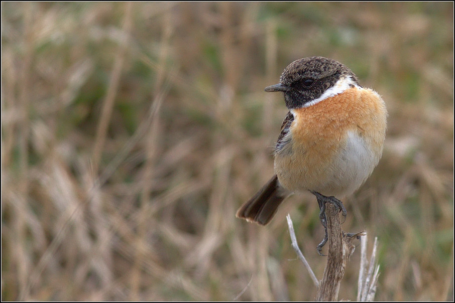 Bramborníček černohlavý