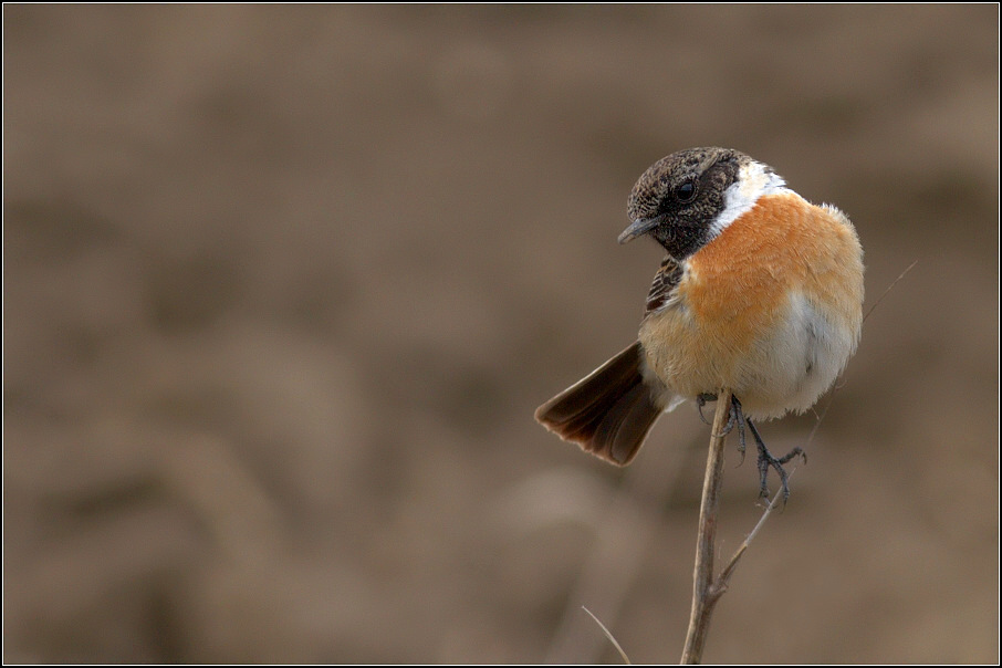 Bramborníček černohlavý