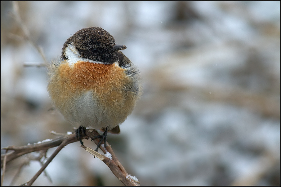 Bramborníček černohlavý