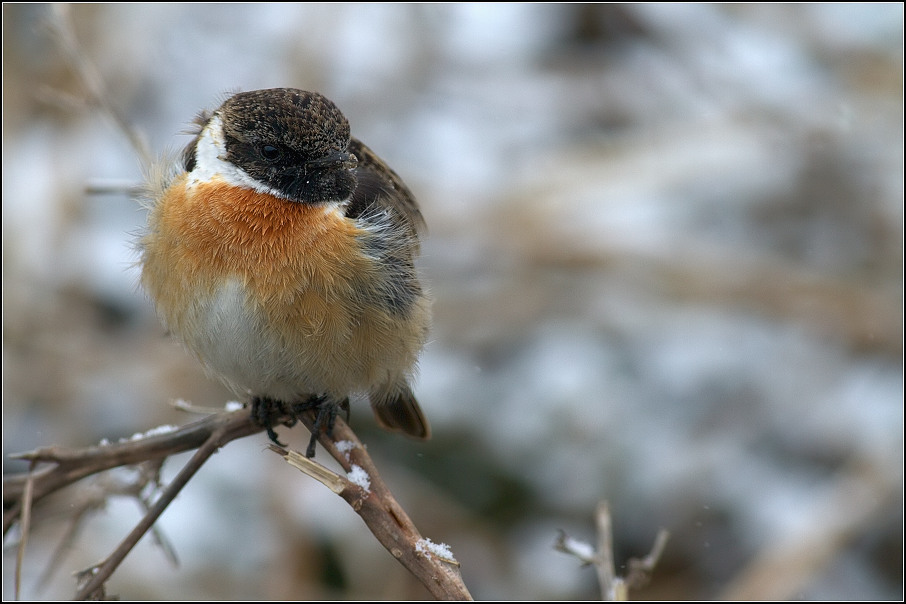 Bramborníček černohlavý