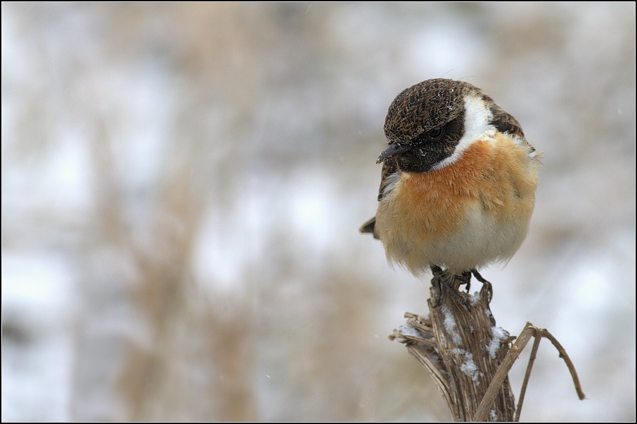 Bramborníček černohlavý