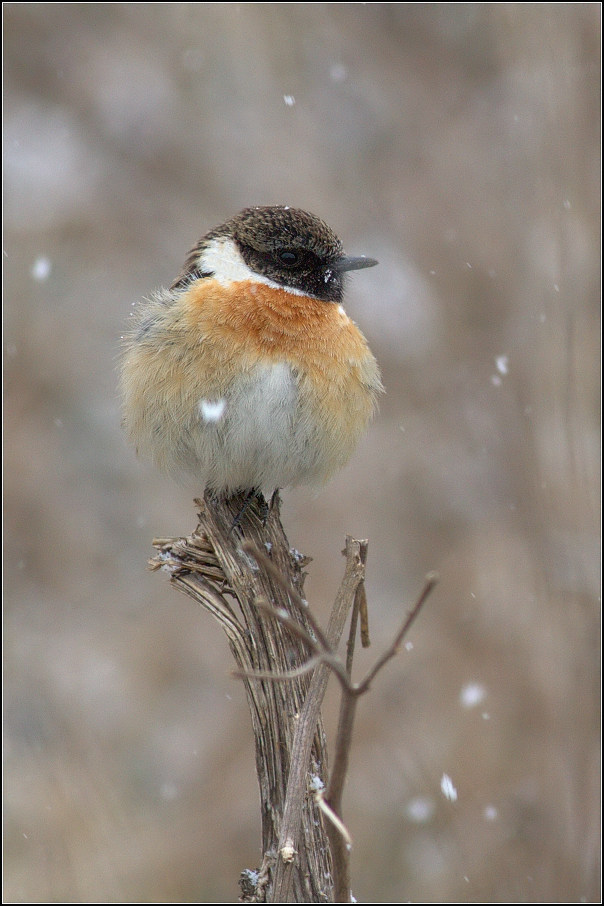 Bramborníček černohlavý