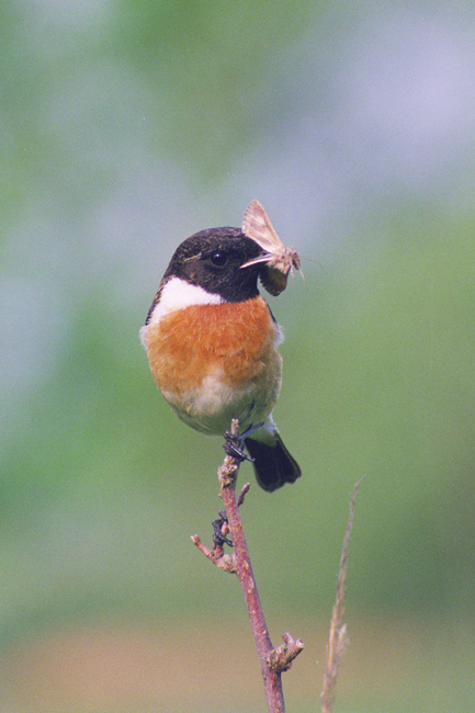 Bramborníček černohlavý