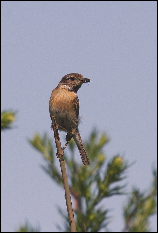 Bramborníček černohlavý - samička