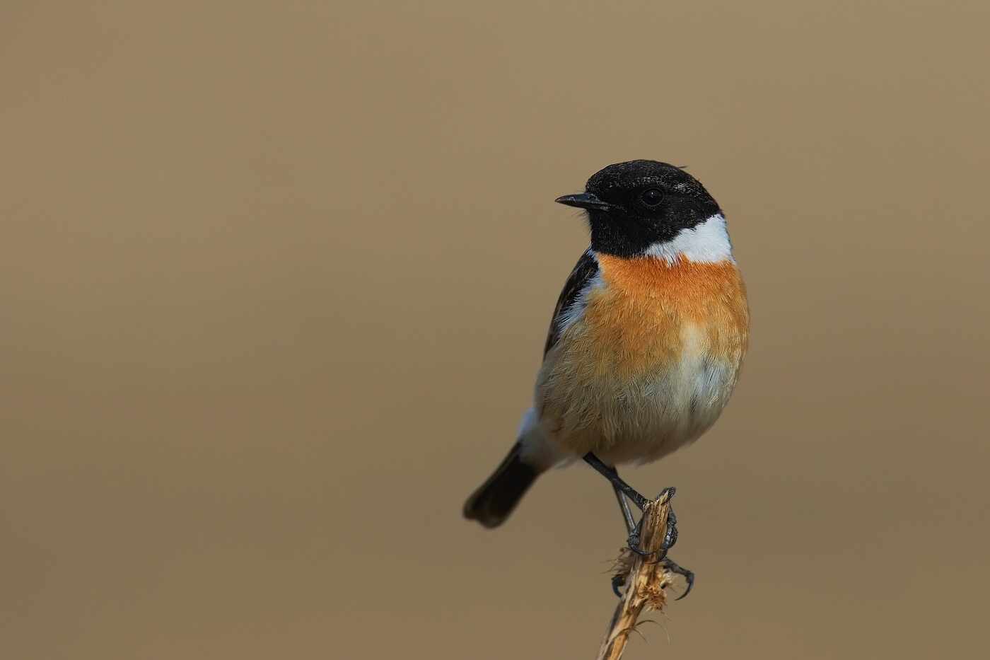 Bramborníček černohlavý  ( Saxicola torguata )