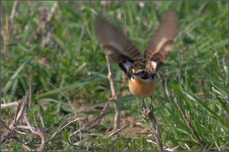 Bramborníček hnědý