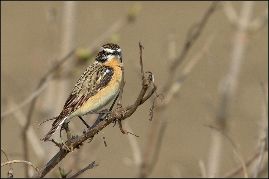 Bramborníček hnědý