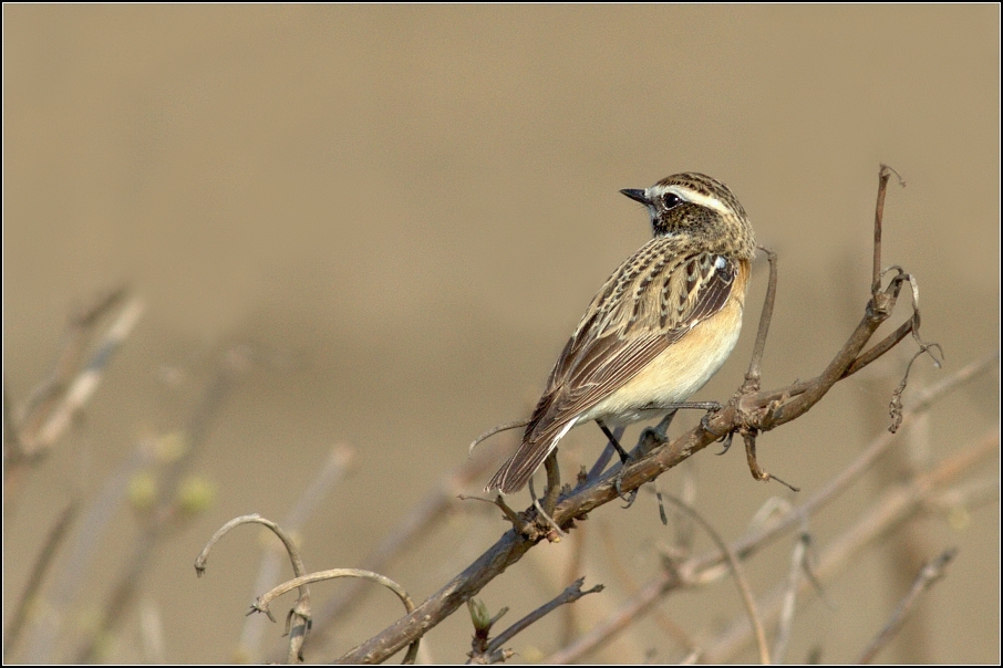 Bramborníček hnědý