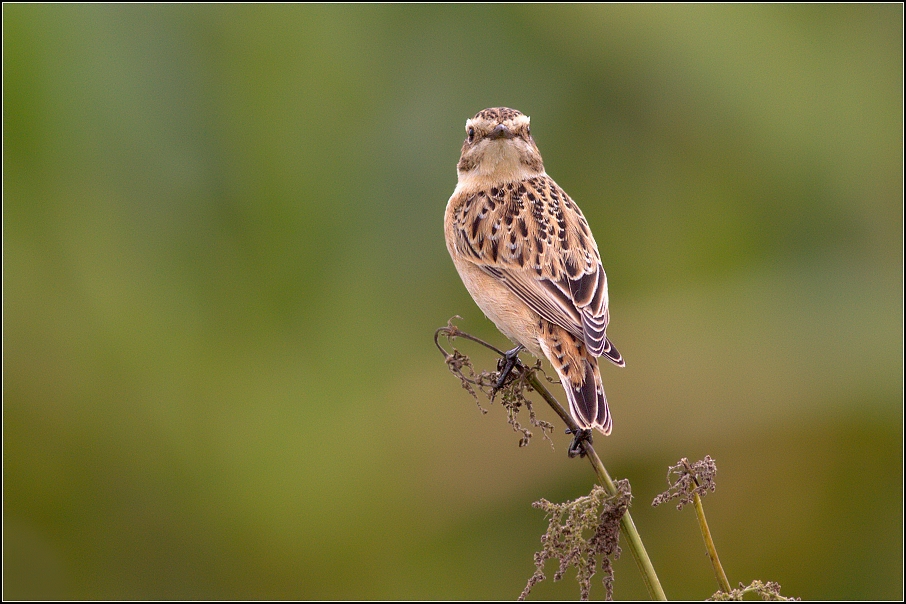 Bramborníček hnědý