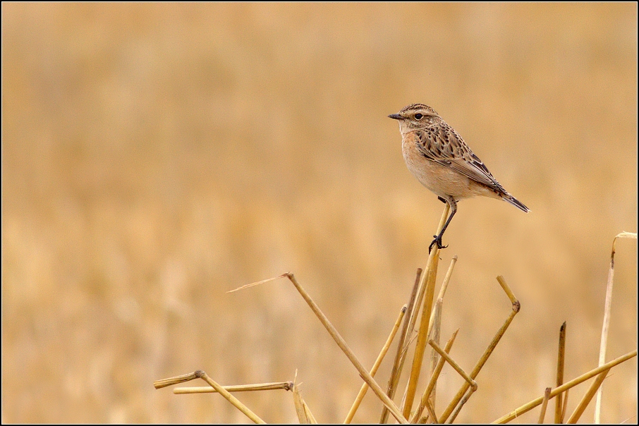 Bramborníček hnědý
