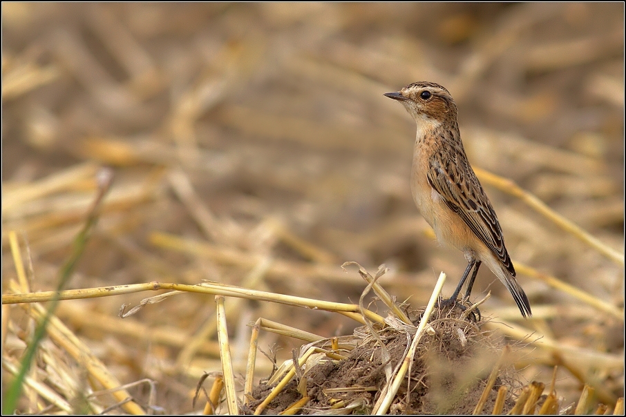 Bramborníček hnědý