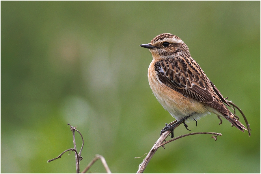 Bramborníček hnědý  ( Saxiccola rubetra )