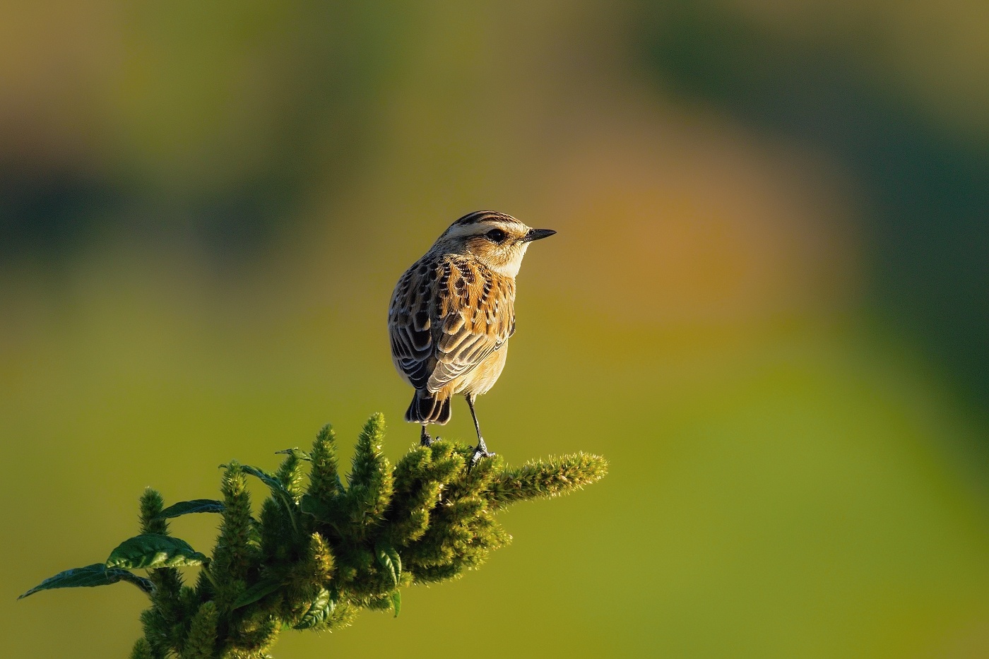 Bramborníček hnědý  ( Saxicola rubetra )