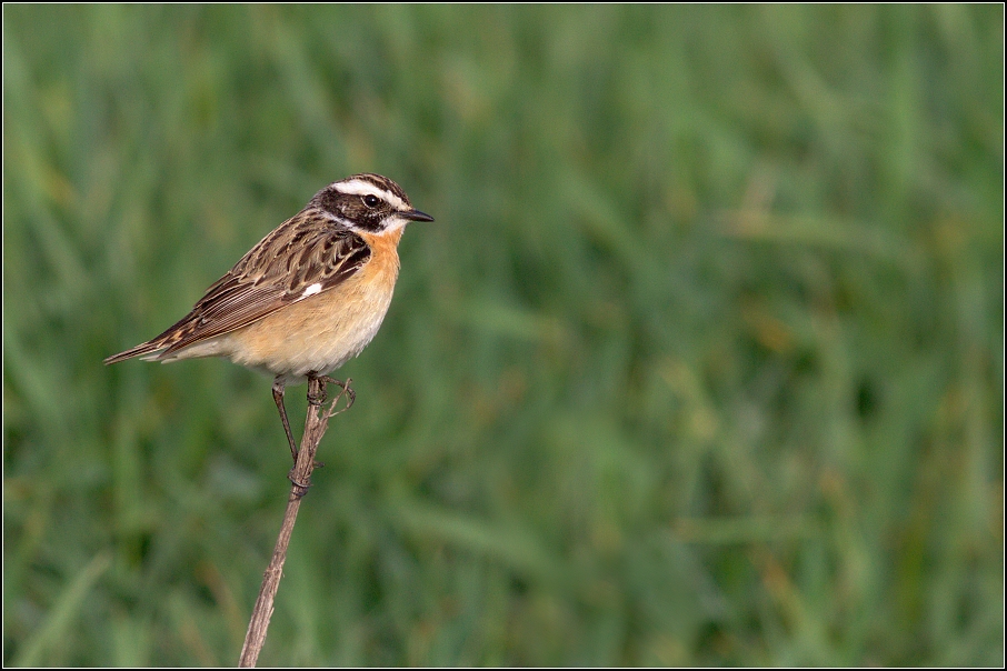Bramborníček hnědý ( Saxicola rubetra  )