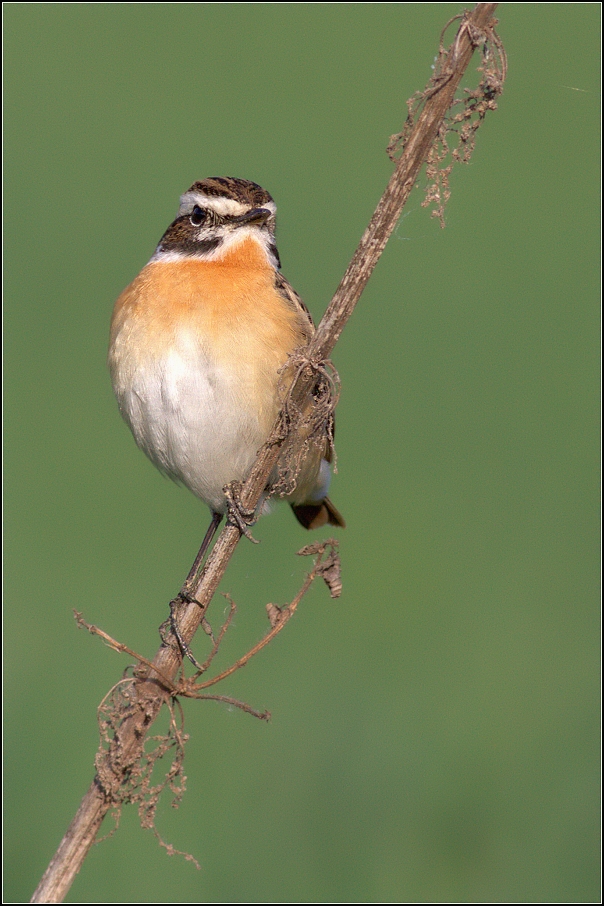 Bramborníček hnědý ( Saxicola rubetra  )