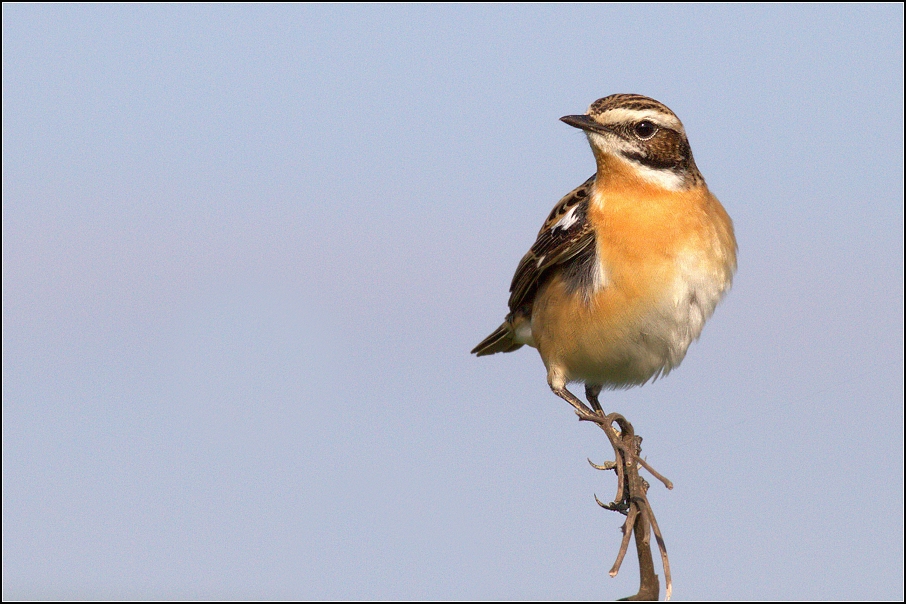 Bramborníček hnědý ( Saxicola rubetra  )